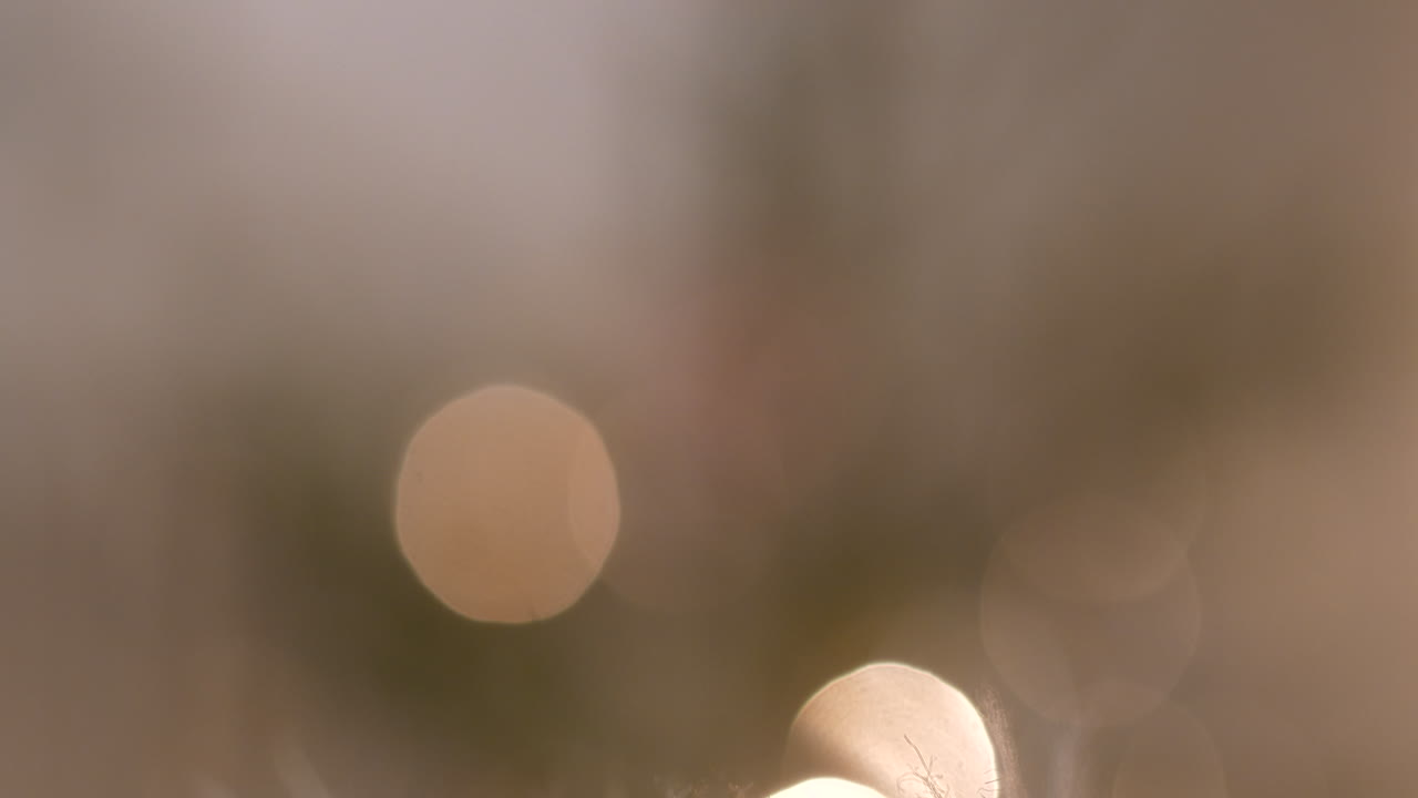 Reindeer fur close up, tilting up towards bokeh x-mas tree background