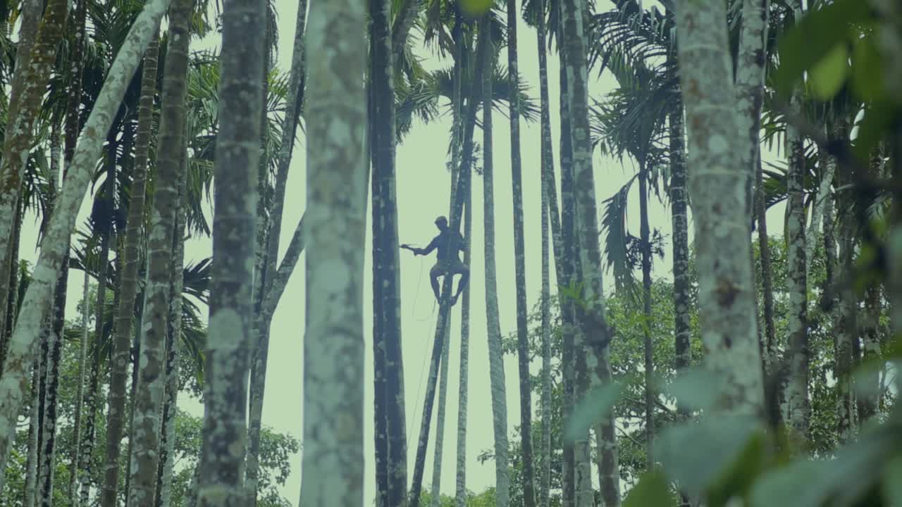 살충제를 퍼팅하는 아레카 너트 나무 줄기에 인식할 수 없는 남자