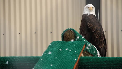 águila calva se sienta y gira la cabeza en el riel