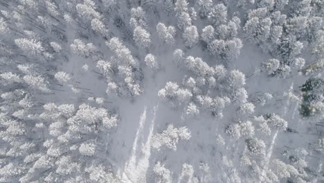 aerial flying over snowy forest in winter months tilt up to mountain