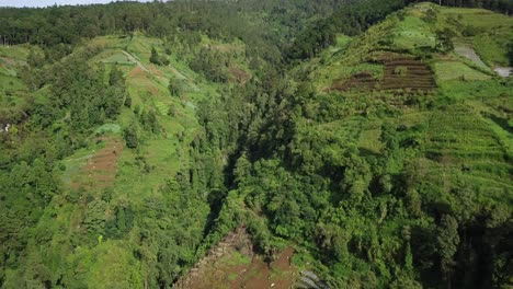 Vista-Aérea-De-Una-Exuberante-Plantación-De-Hortalizas-En-Terrazas-En-La-Ladera-De-La-Montaña