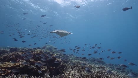 green sea turtle cruising along a coral reef full of fish