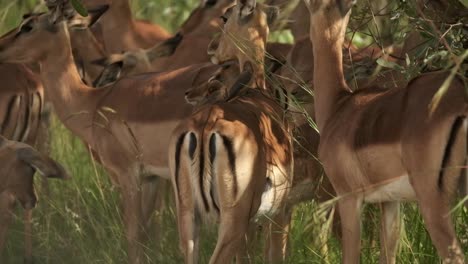 oxpecker birds sitting on impala