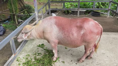 pink water buffalo eating grass