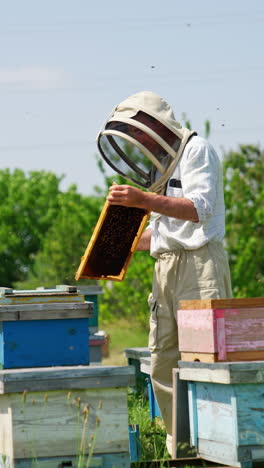 dark wax honey frame in the hands of a male apiculturist. disturbed bees crowding around the bee farmer. nature backdrop. vertical video