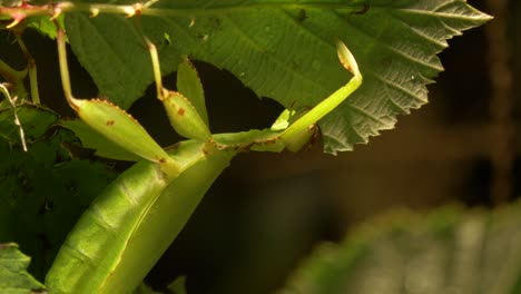 close-up of a stick insect feeding on a leaf