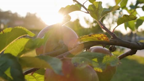 sunlight bokeh on red apples on tree branch in the orchard