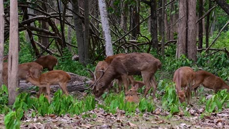 el ciervo del campo es una especie en peligro de extinción debido a la pérdida de hábitat y la caza