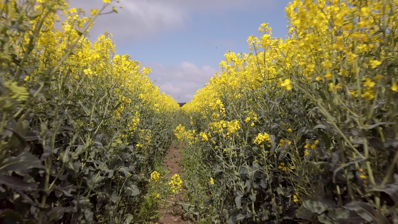 tiro de carro a cámara lenta de flores de colza en un campo a lo largo de las vías del tractor