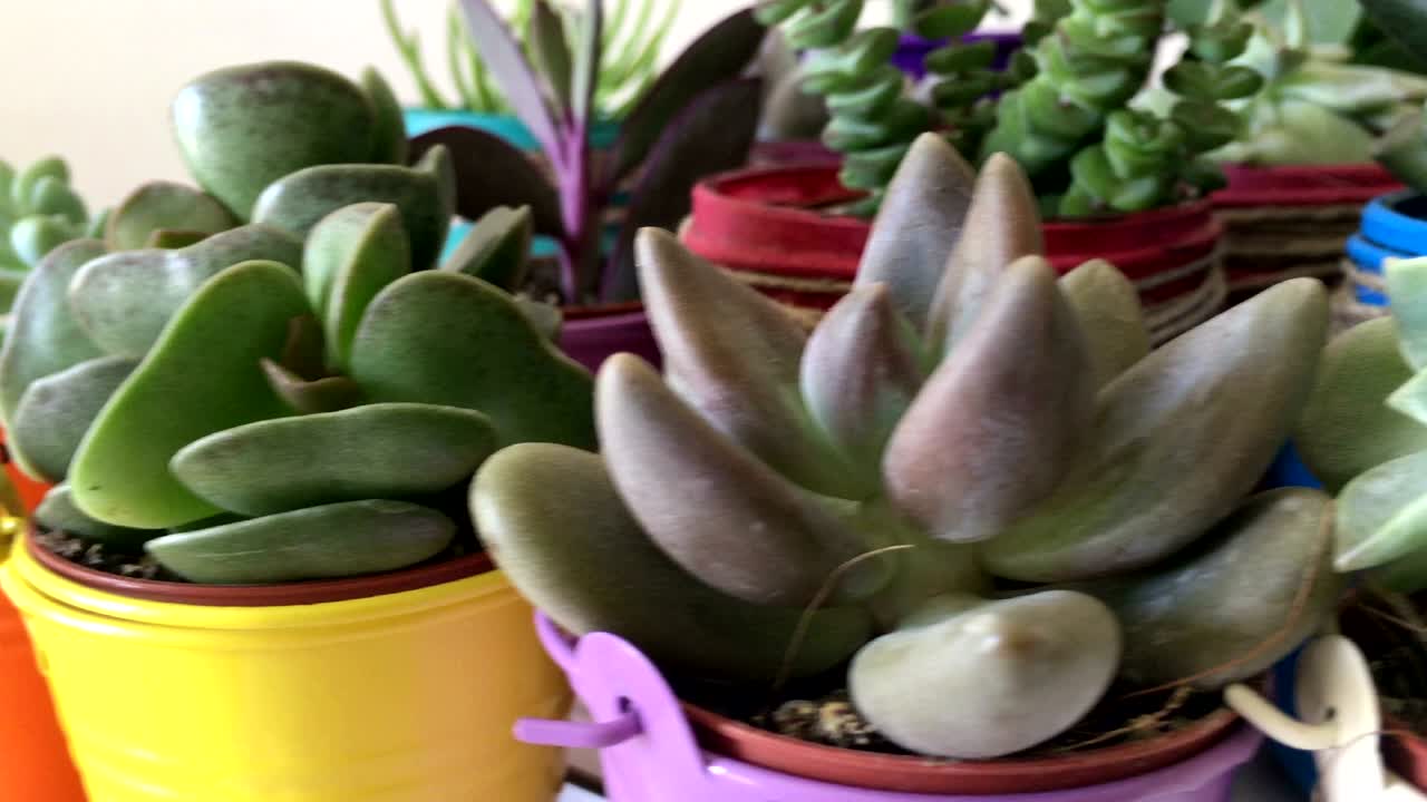 un montón de suculentas flores de cactus de cerca