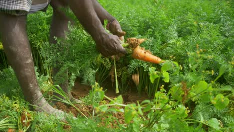 closeup of a farmer harvesting carrots on farmland