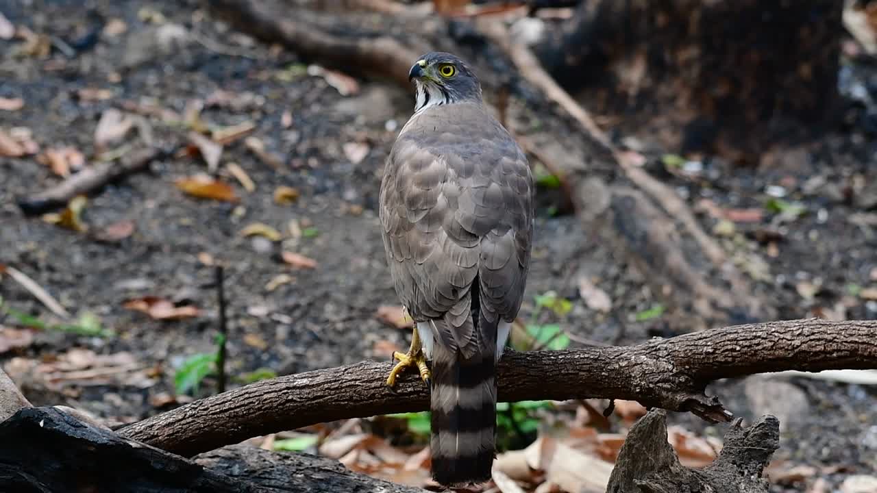el azor crestado es una de las aves rapaces más comunes en asia y pertenece a la misma familia de águilas, aguiluchos