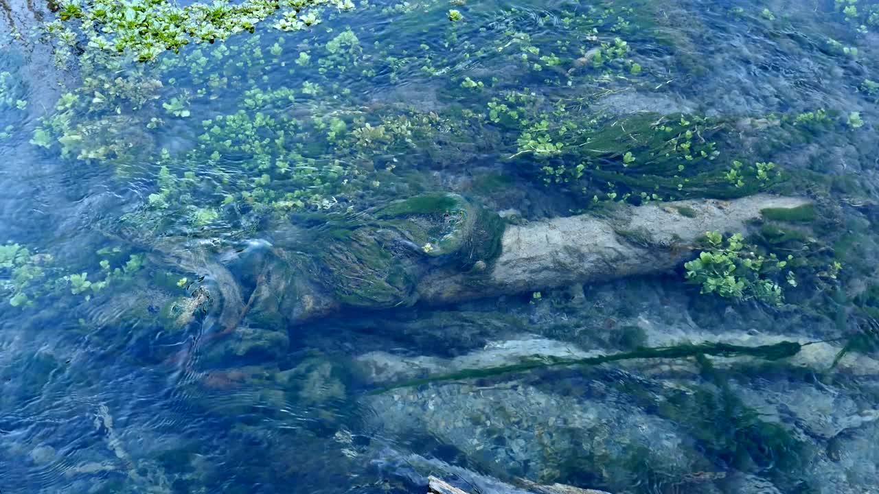 포레스트 크리크 (forest creek) 의 원활한 순수 루프 영상