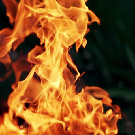 Vivid flame burning on black background. Beautiful campfire sparkles with orange flame at night.