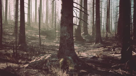 un bosque quemado
