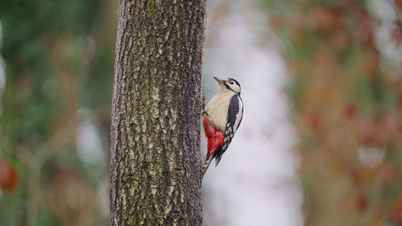 Woodpecker freezes mid movement, tail pressed against tree for support