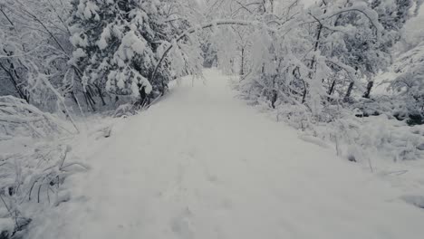 snow-laden nature scene during winter in canada