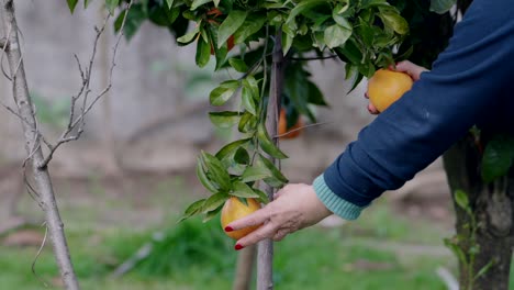ripe oranges hang on leafy branches in a calm backyard garden scene