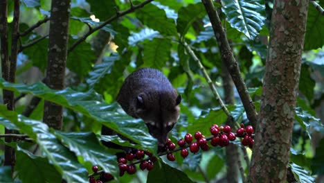 coati eating coffee berries