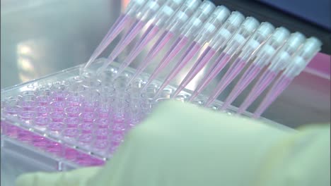 científico de los cdc en aislamientos y pruebas de equipos de protección personal apropiados para la influenza aviar altamente patógena 2