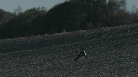 Solo-penguin-walks-up-a-rocky-beach-in-Patagonia