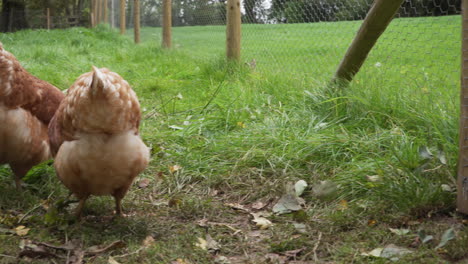 fluffy free range chickens searching for food in grassy enclosure