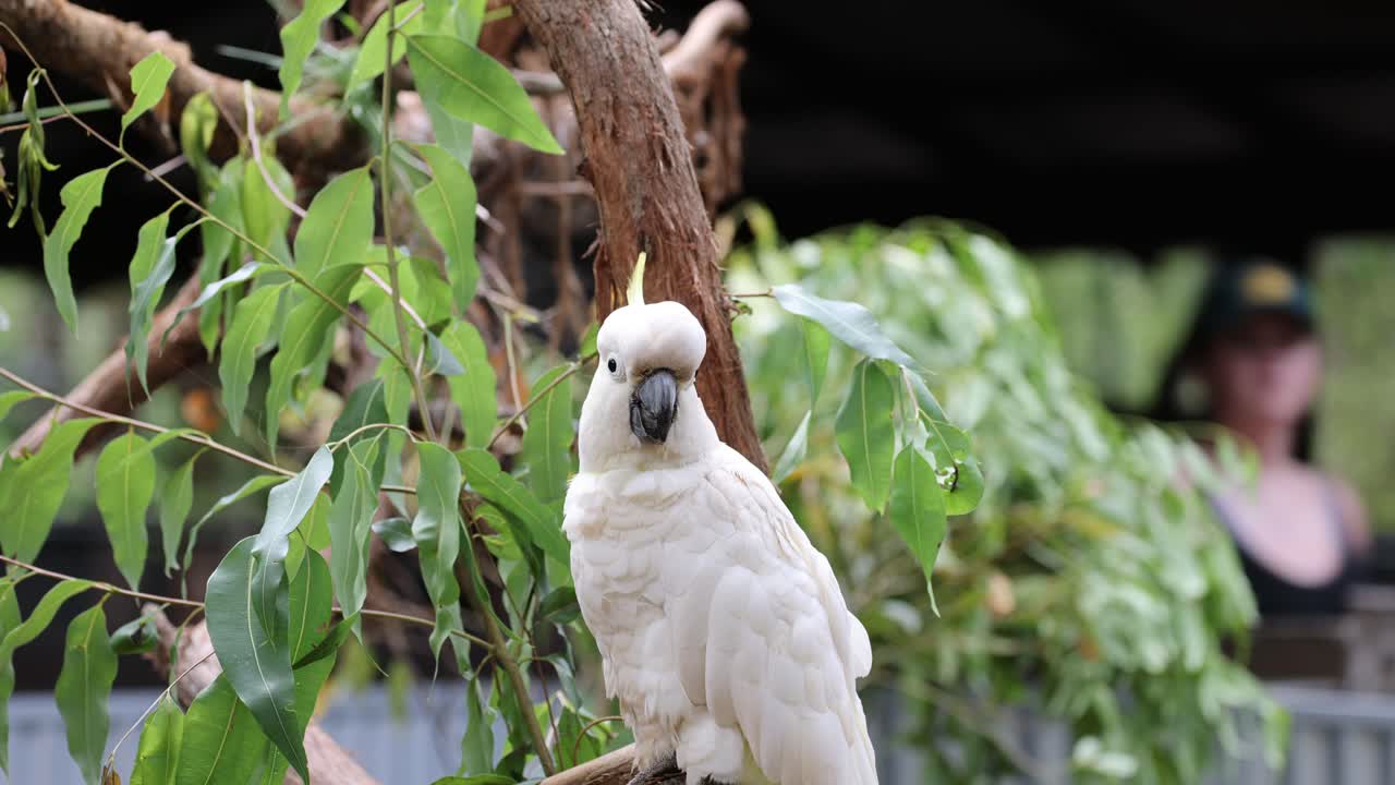 la cacatúa interactúa con el medio ambiente en la rama del árbol
