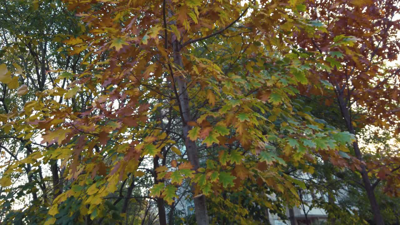 Yellow and orange leaves of oak tree, sway from the wind. Autumn day in the city park.