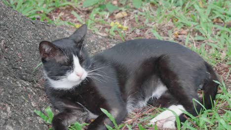 cat in the lumpini park, bangkok.