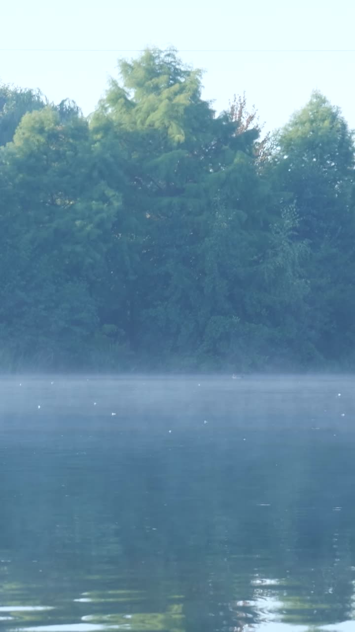 안개 낀 호수 위로 날아가는 새들