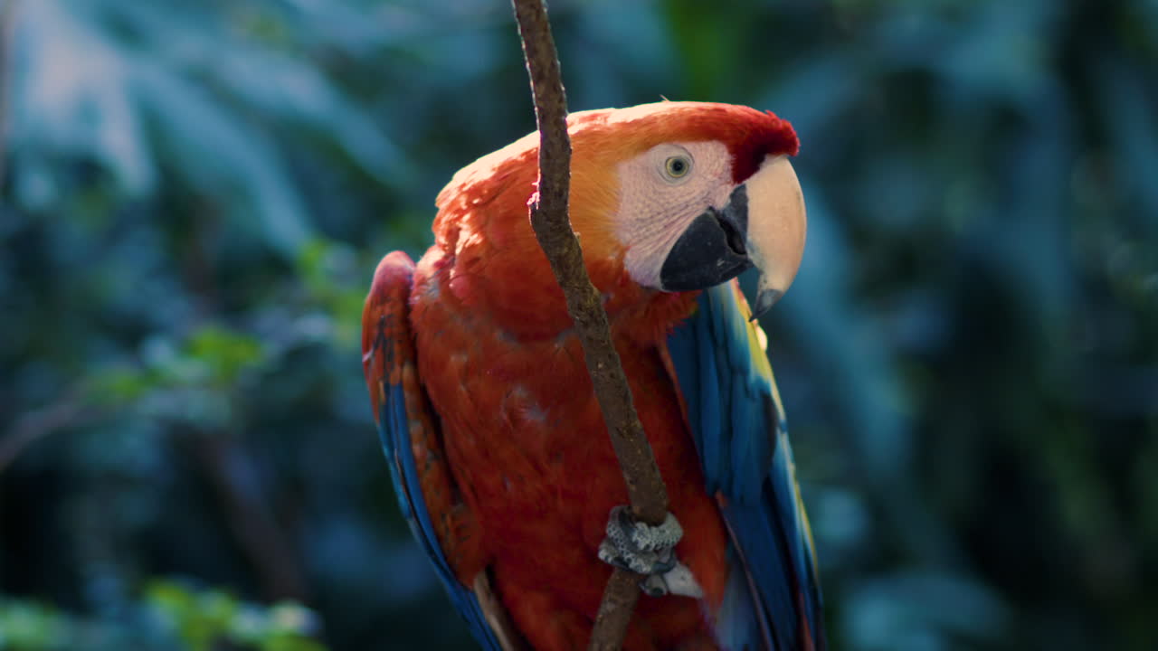 A vibrant red macaw perched on a branch, captured in stunning detail. The tropical bird displays its colorful feathers against a lush natural background