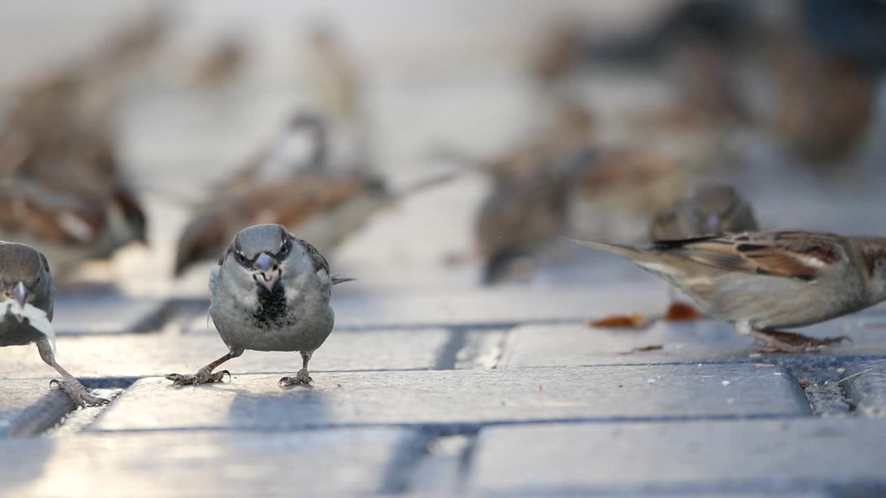 gorriones que se alimentan en el suelo