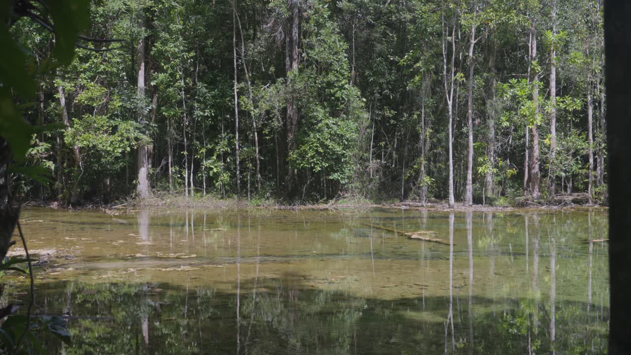 Serene Lake in the Forest