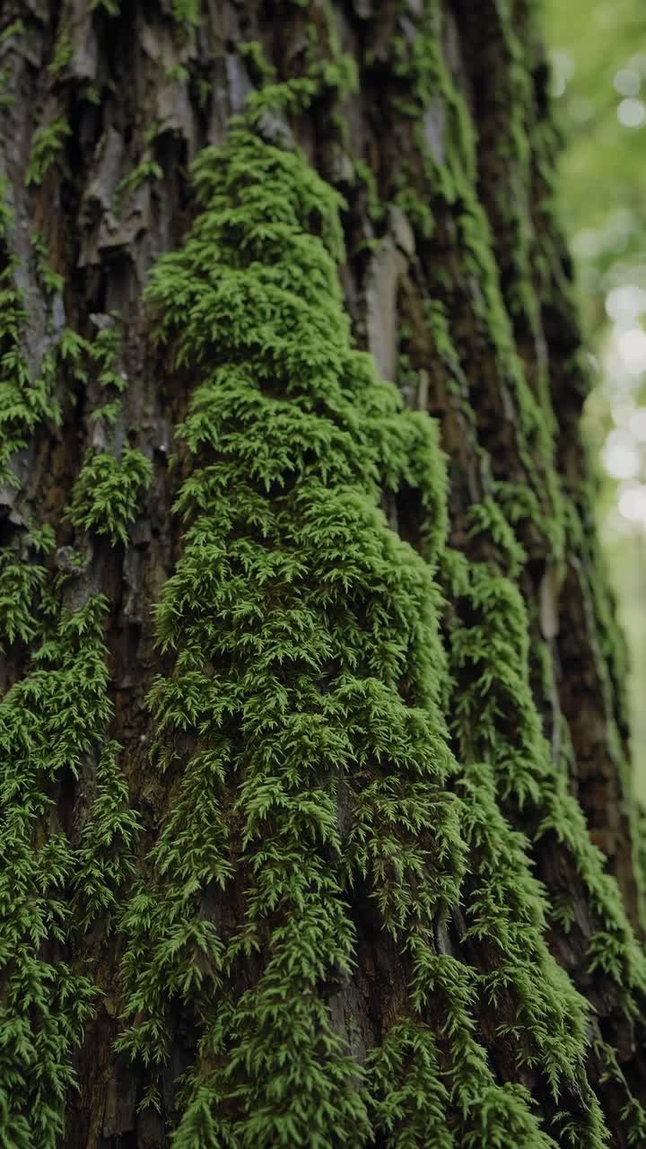 Primo piano di muschio verde che cresce sulla corteccia di un albero nella foresta
