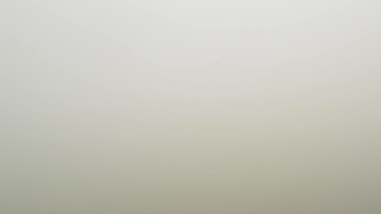 águila calva en la distancia volando a través de una densa cobertura de niebla