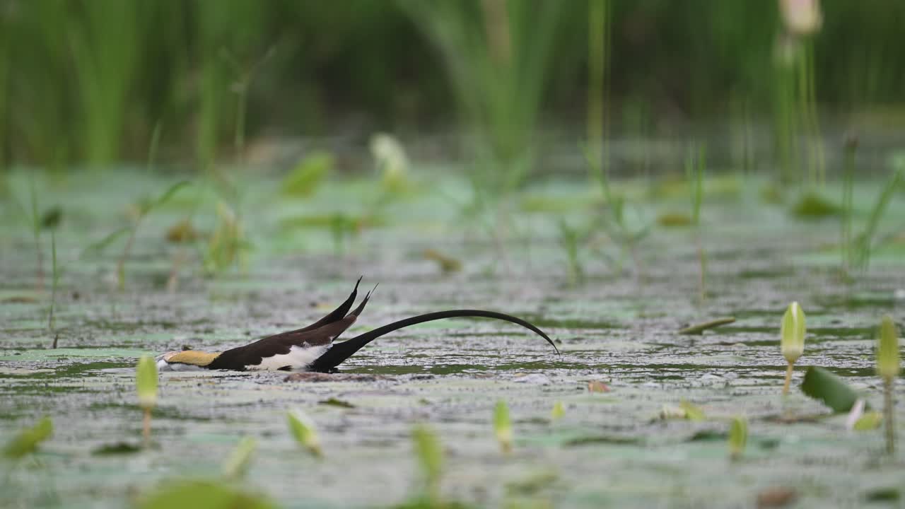 A pheasant-tailed jacana searches for food in a lush wetland