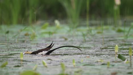 a pheasant-tailed jacana searches for food in a lush wetland