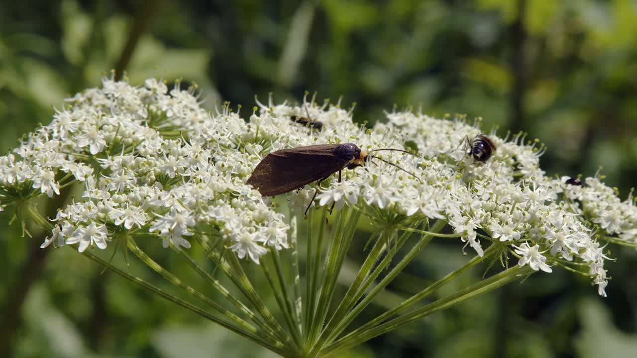 Black moth joined by bees looking for nectar in white flower blossoms