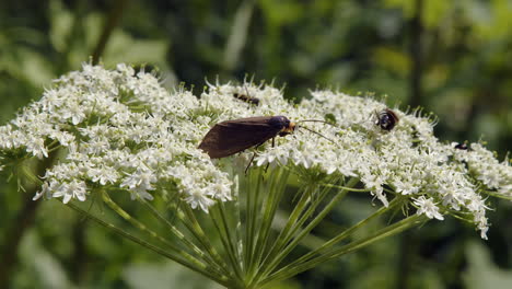 black moth joined by bees looking for nectar in white flower blossoms