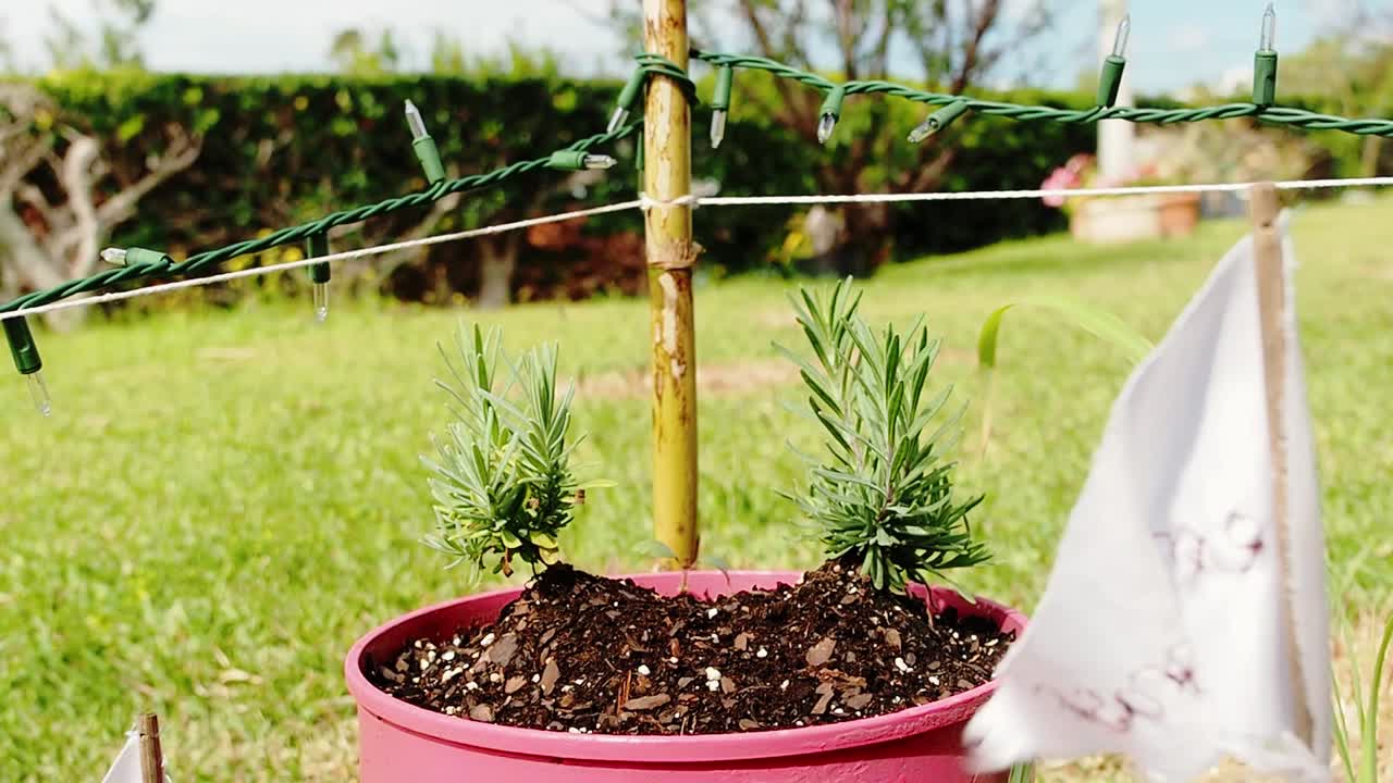 planta de lavanda en la maceta