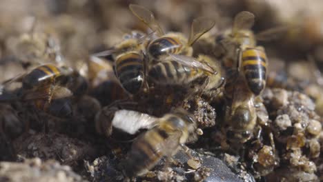 Abejas-Melíferas-Africanizadas-Domesticadas-Alimentándose-De-Miel-Derramada,-Macro,-Primer-Plano