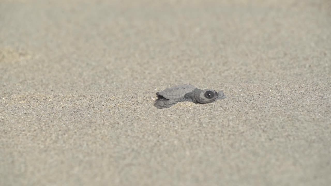From coconut shell as part of a crucial conservation program, a baby sea turtle hatchling takes its first determined crawl across the sands of a protected Oaxacan beach toward its Pacific Ocean