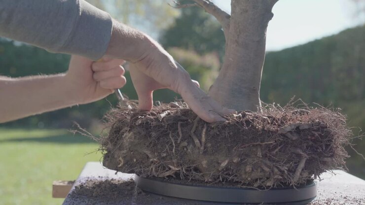 Concetto di giardino domestico. Cura del bonsai. Primo piano sulle mani che lavorano le radici, potatura e rinvaso di un faggio usando attrezzi da bonsai.