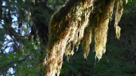 lush moss hanging from tree branches, olympic national park, washington