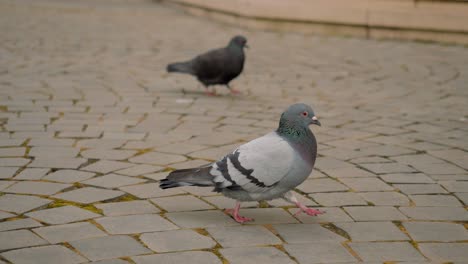 paloma caminando por un camino pavimentado, disparo a cámara lenta