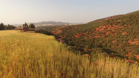 AERIAL:-wheat-fields-in-Morocco