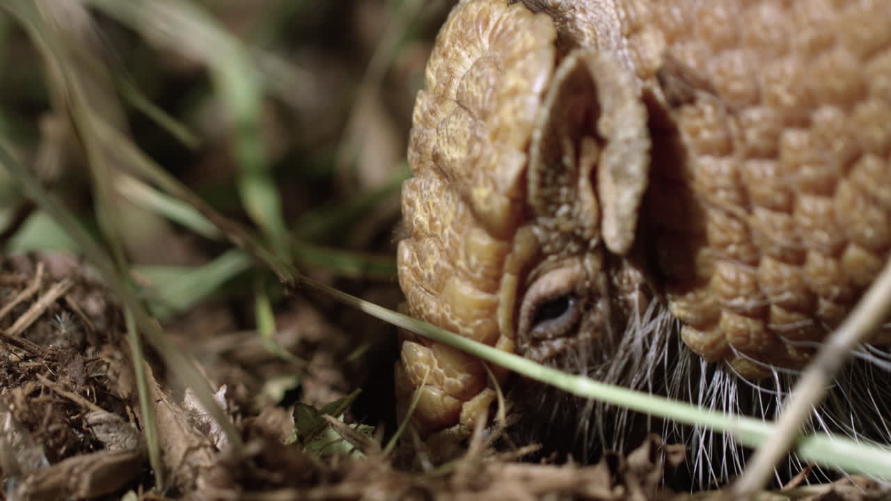 armadillo encuentra y come un insecto en el suelo del bosque - primerísimo plano - perfil lateral