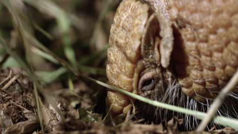 Armadillo-Encuentra-Y-Come-Un-Insecto-En-El-Suelo-Del-Bosque---Primerísimo-Plano---Perfil-Lateral