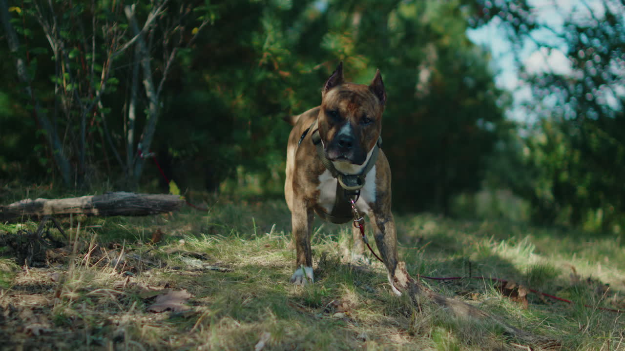A joyful K9 pitbull dog wearing a harness stands happily with its tail wagging, surrounded by abundant green nature. The camera slowly moves side to side.