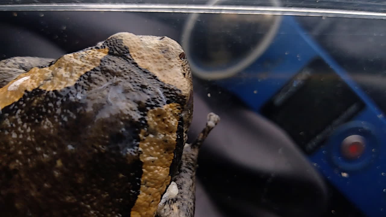 눈동자를 확장하면서 왼쪽에서 오른쪽으로 패닝하는 개구리